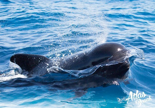 Atlas Beach Blog - Avistamiento de Ballenas