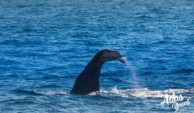 Atlas Beach Blog - Avistamiento de Ballenas