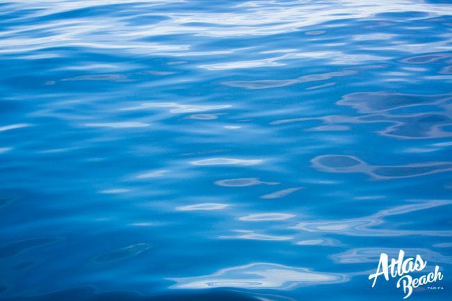 Atlas Beach Blog - Avistamiento de Ballenas