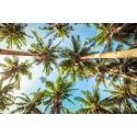 Siargao Palms