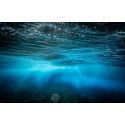 Ghosts on the reef