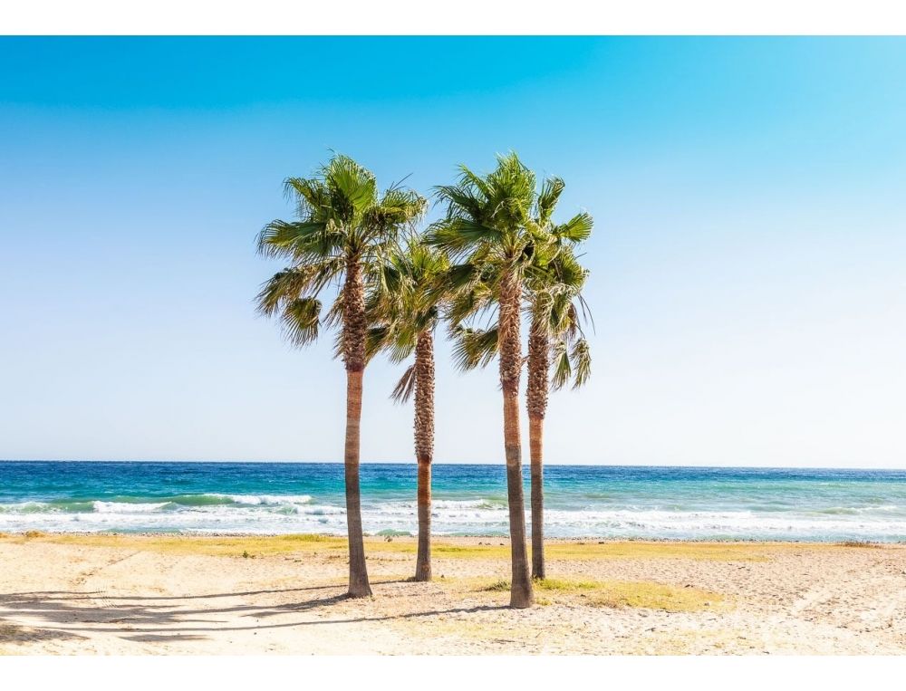 Marbella Palms