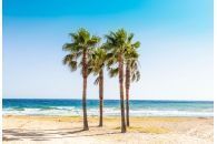 Marbella Palms