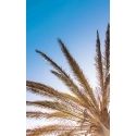 Palm land