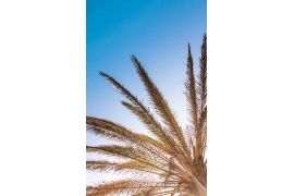 Palm land