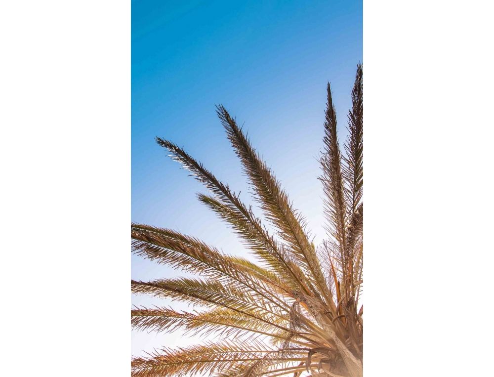 Palm land