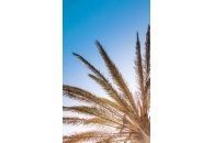Palm land