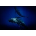 Whale pod