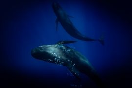 Whale pod