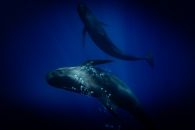 Whale pod