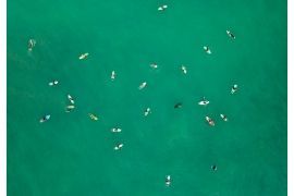 Bird Eye