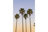California Love