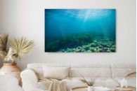 Posidonia