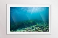 Posidonia