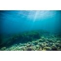 Posidonia
