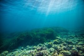 Posidonia