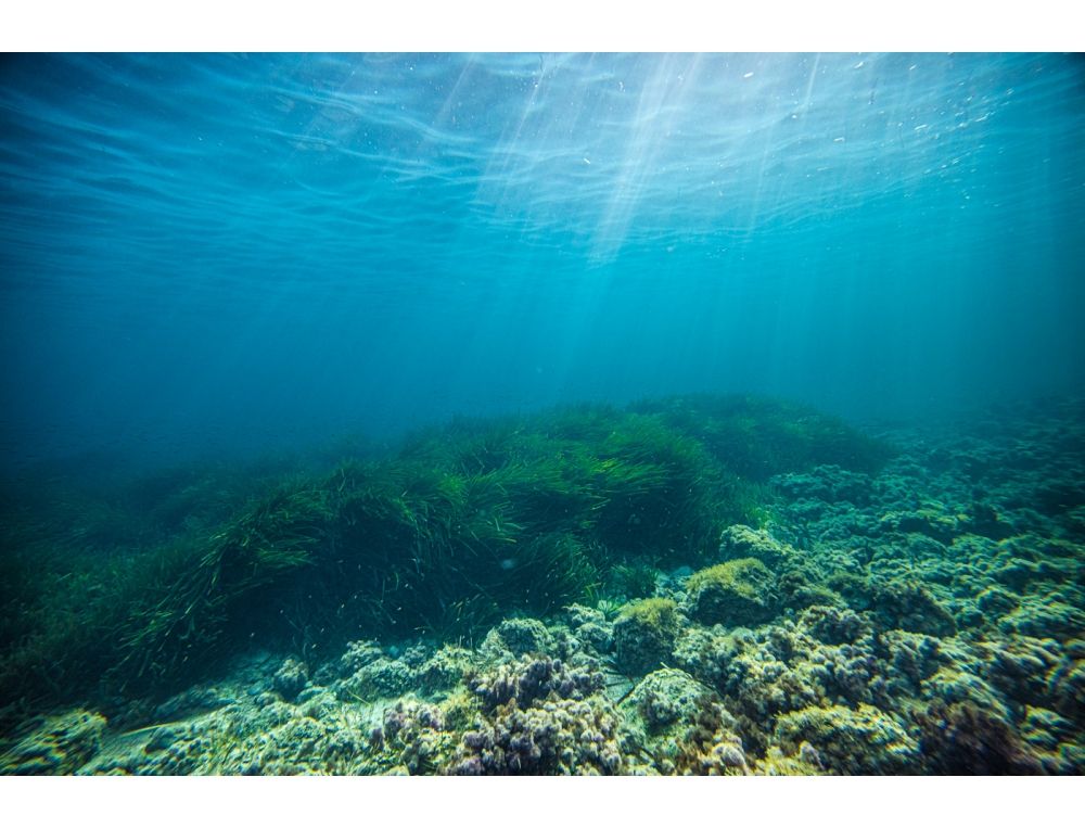 Posidonia