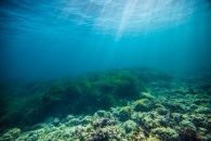 Posidonia