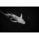 Shark Dancings II