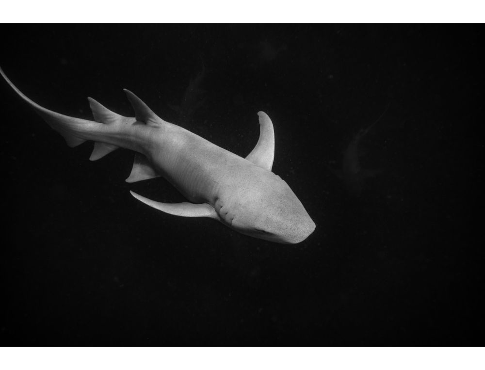 Shark Dancings II