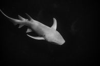 Shark Dancings II