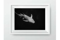 Shark Dancings II