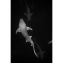 Sharks Dancing