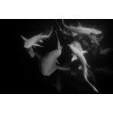 Emerge
