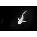 Lonely shark