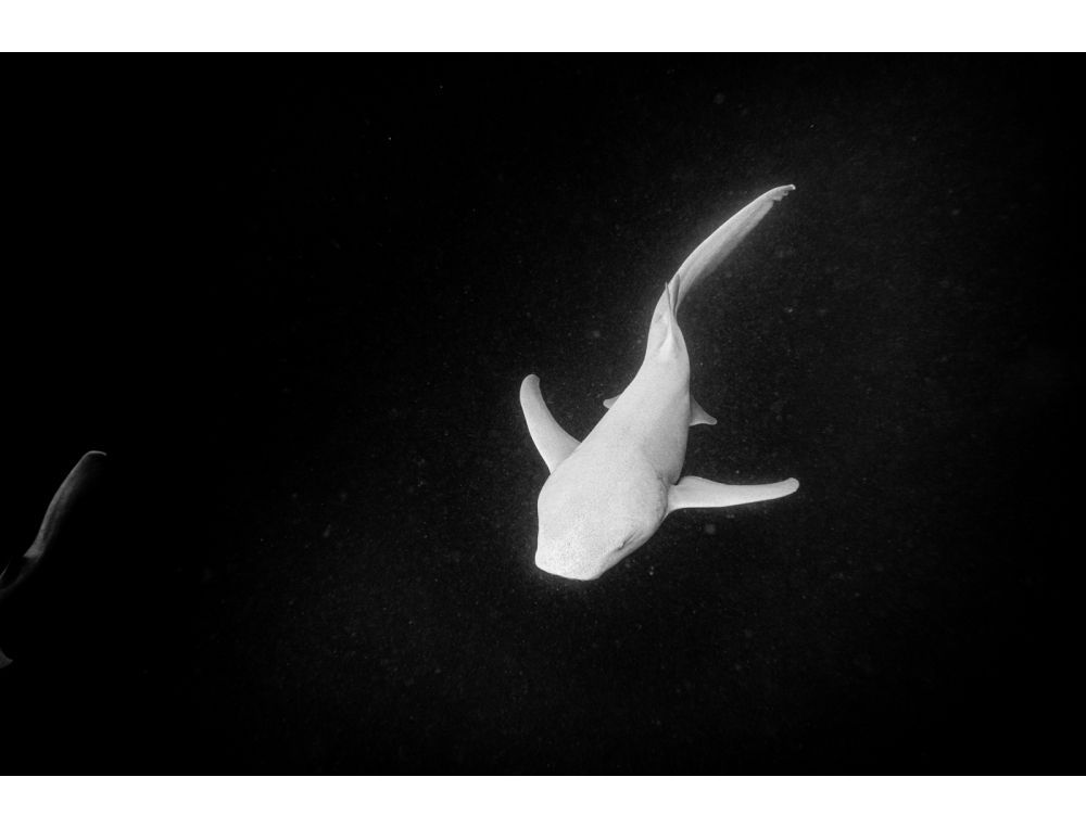 Lonely shark