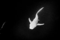 Lonely shark