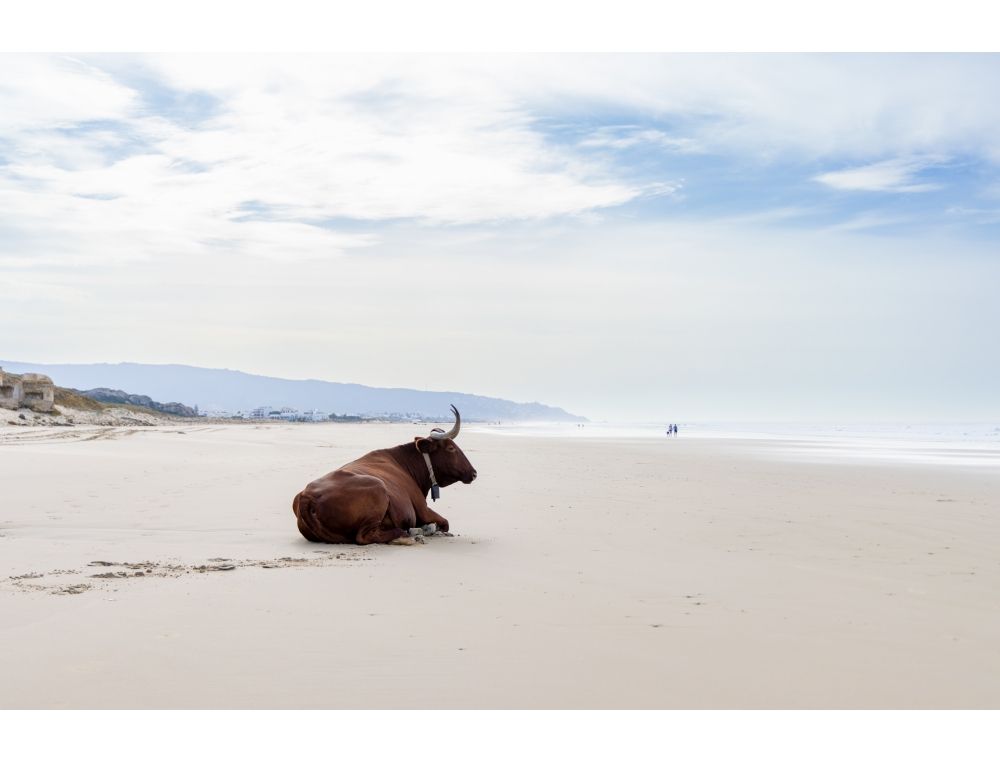Vacas de Zahara