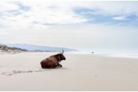Vacas de Zahara