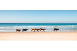 Paseo mañanero pano