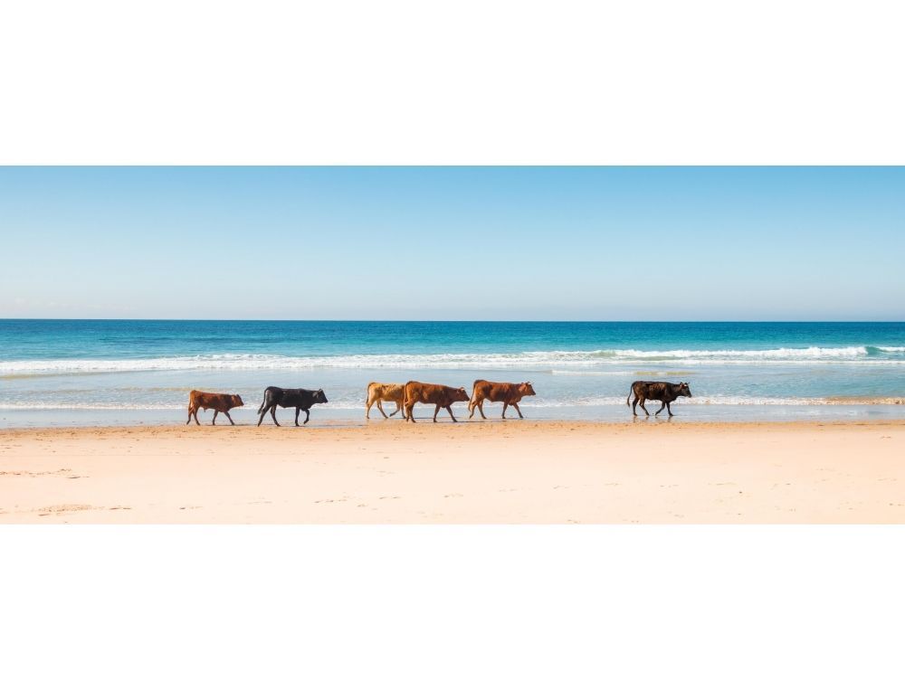 COWS