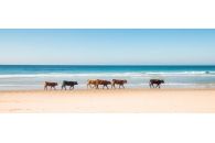 COWS