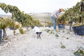 Tierra de Bodegueros