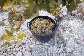 Palomino Fino