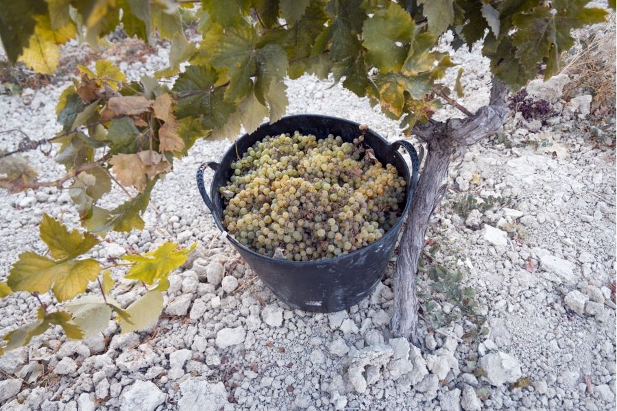 Tierra de Bodegueros