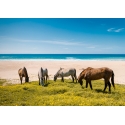Horses I