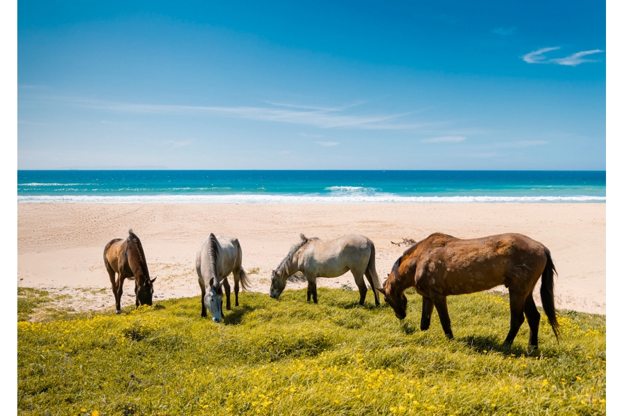 Horses I