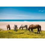 Horses I