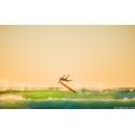 The Flying Surfer