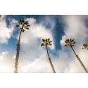 Palm Life