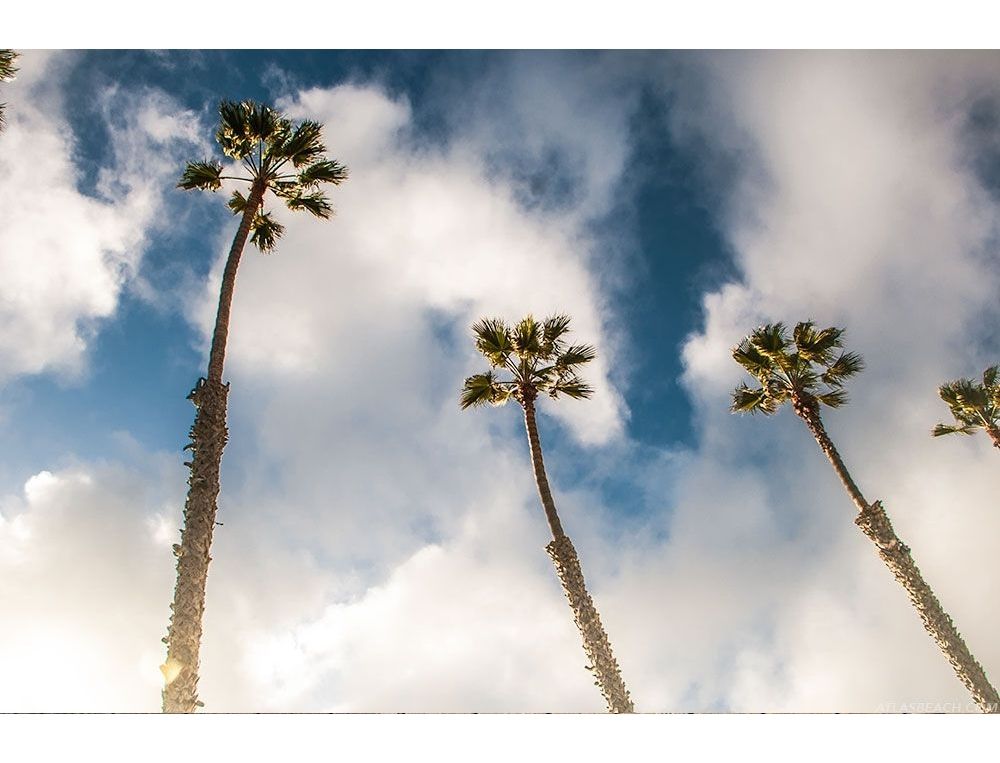 Palm Life