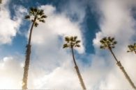 Palm Life