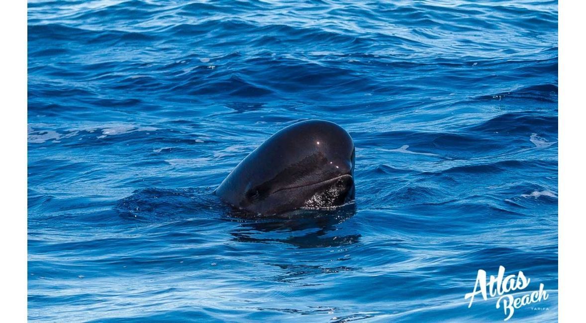 Avistamiento de ballenas en las playas de Tarifa