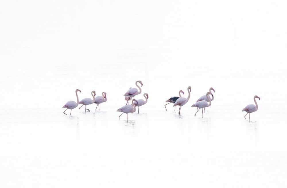 Fotografía de flamencos en la costa de cádiz