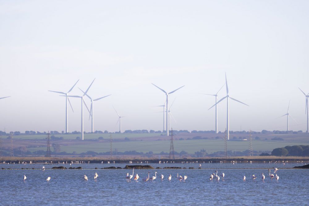 Fotografía de flamencos en la costa de cádiz
